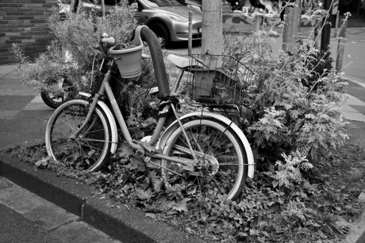 Black and white photo of a used, old blue bicycle surrounded by plants and autumn leaves, leaning against a curb in a city environment.