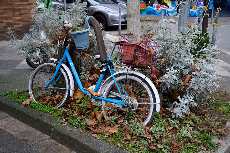 Used, old blue bicycle surrounded by plants and autumn leaves, leaning against a curb in an urban setting.