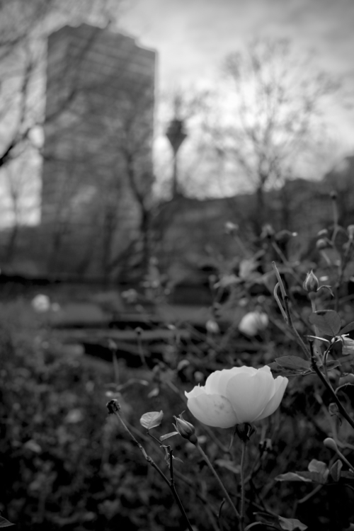 Black-and-white photograph of a blooming winter rose in the foreground with the Mannesmann Tower and Düsseldorf TV Tower blurred in the background.