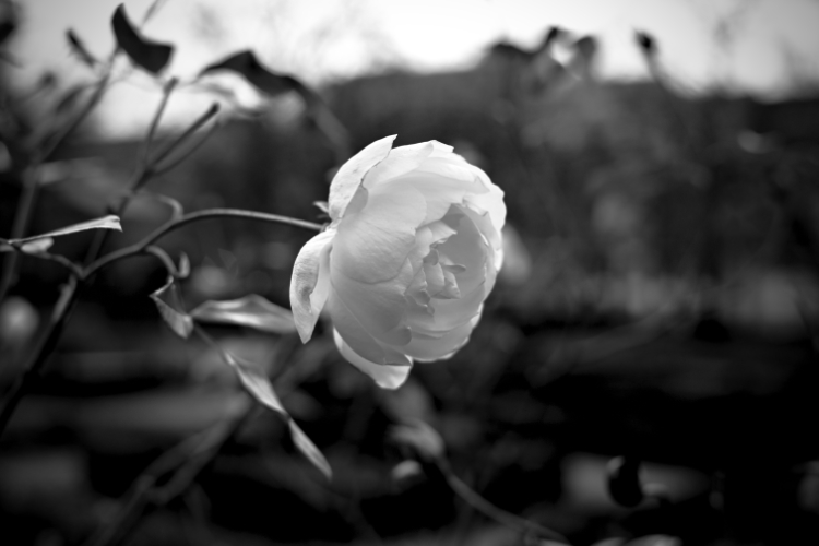 Black-and-white close-up photograph of a single blooming winter rose sharply focused in the foreground with blurred leaves and stems around it.