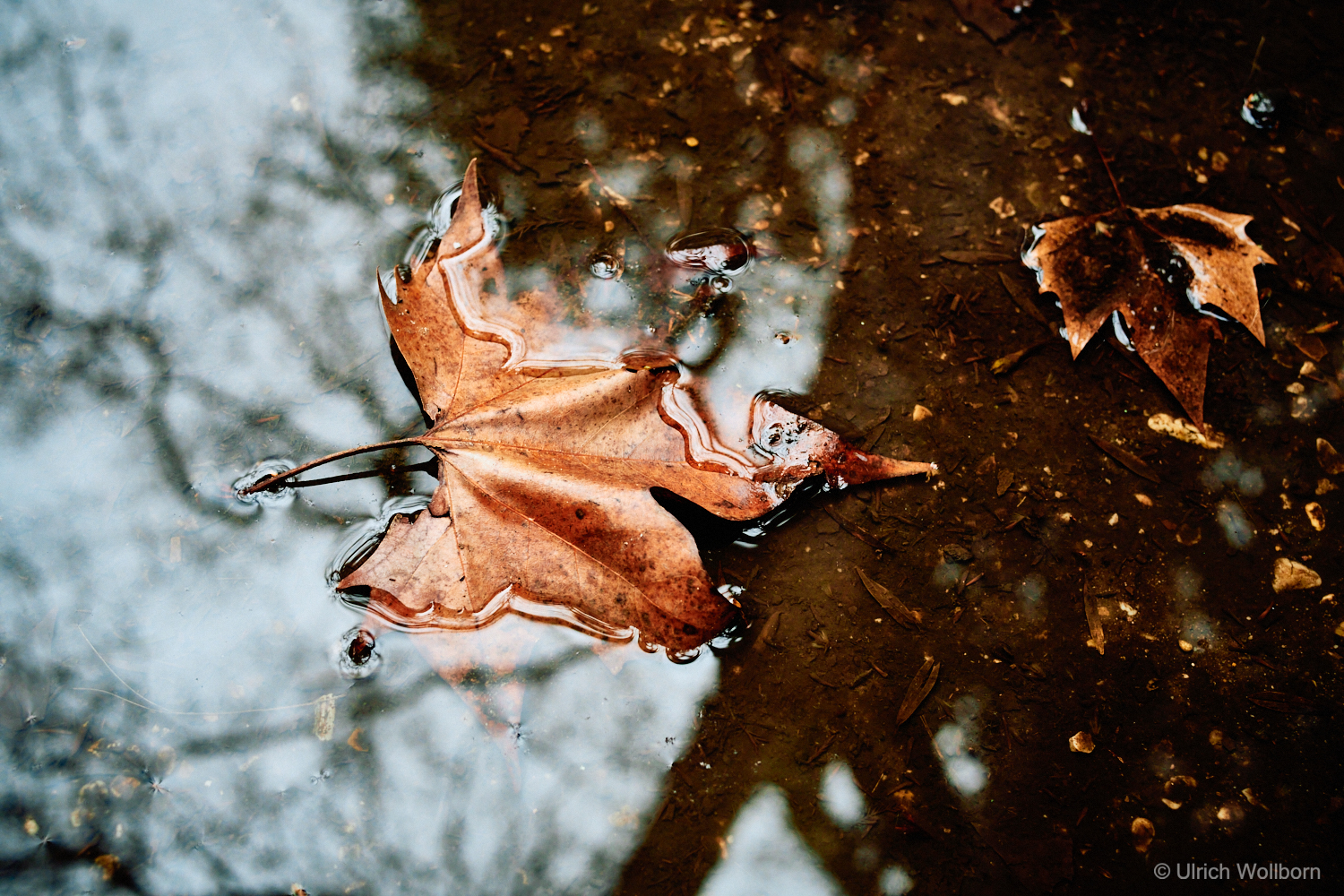 Close-up color photo of two brown autumn leaves resting in a shallow puddle of water, with reflections of tree branches visible on the water surface, creating a serene and natural autumn scene.