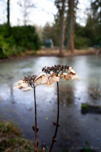 Close-up photo of dried hydrangea flowers with brown petals standing in front of a frozen pond, surrounded by blurred trees and greenery in the background, capturing a quiet winter scene.