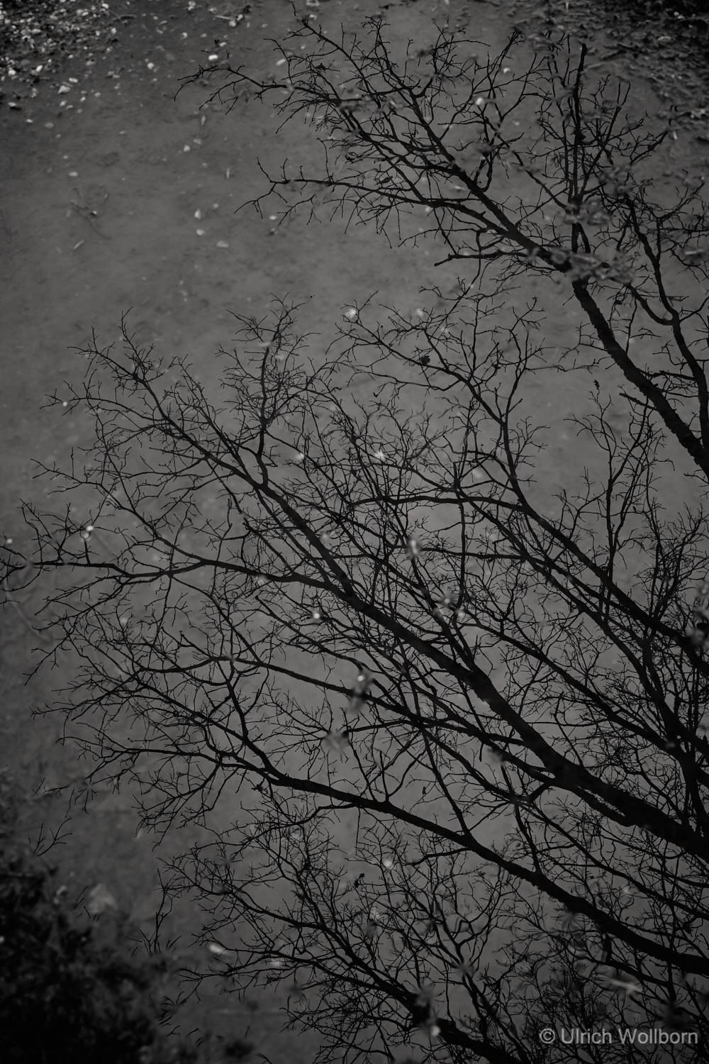 Black and white photo showing the intricate reflection of leafless tree branches on a calm water surface, with scattered leaves floating and a textured ground visible beneath the water.