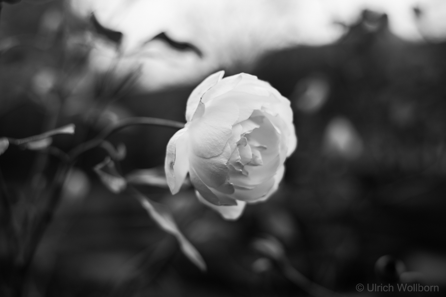 Black-and-white close-up photograph of a single blooming winter rose sharply focused in the foreground with blurred leaves and stems around it.