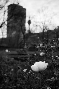 Black-and-white photograph of a blooming winter rose in the foreground with the Mannesmann Tower and Düsseldorf TV Tower blurred in the background.