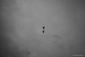 Black and white photo showing the silhouette of two birds flying close together against a backdrop of a cloudy, overcast sky.