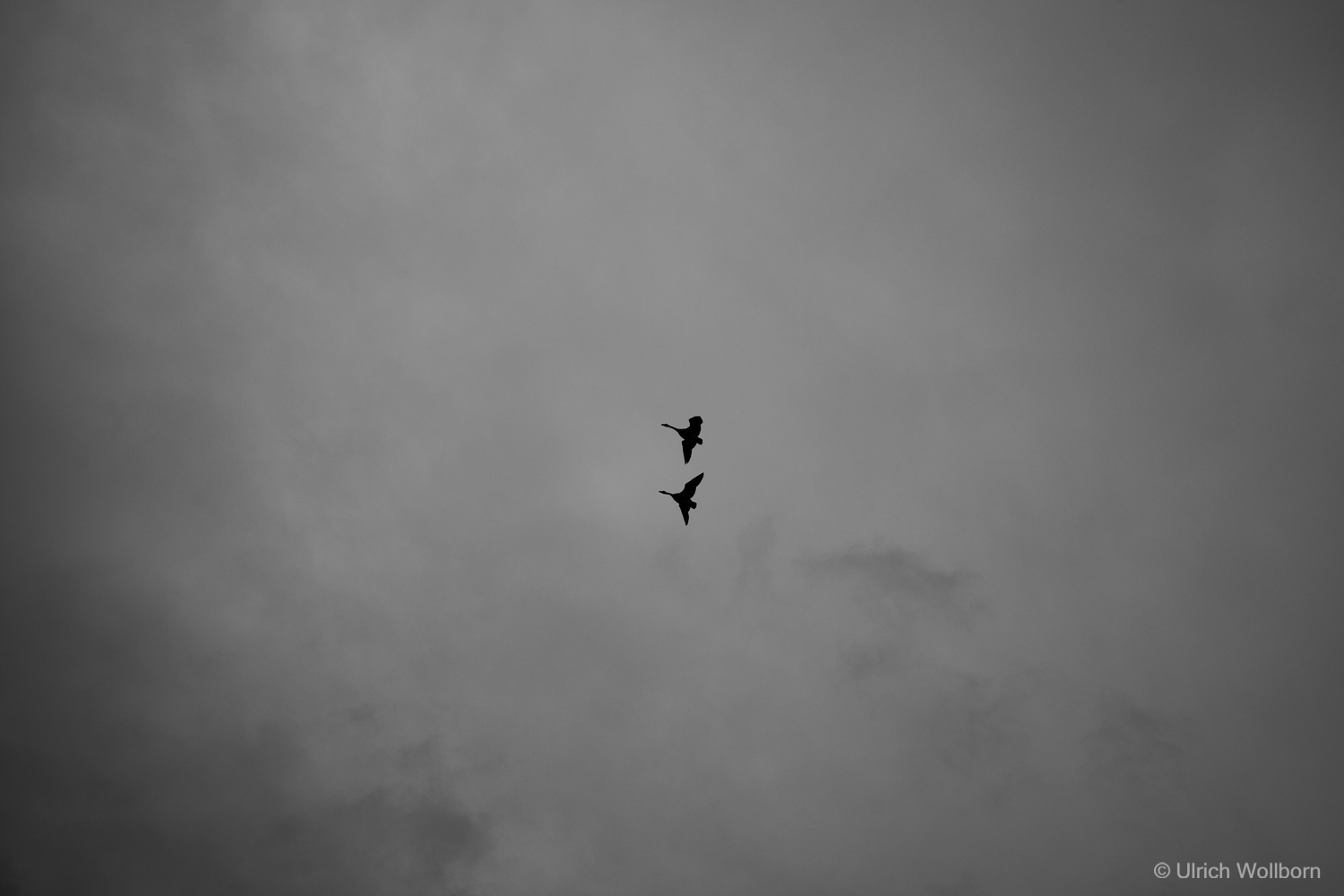 Black and white photo showing the silhouette of two birds flying close together against a backdrop of a cloudy, overcast sky.
