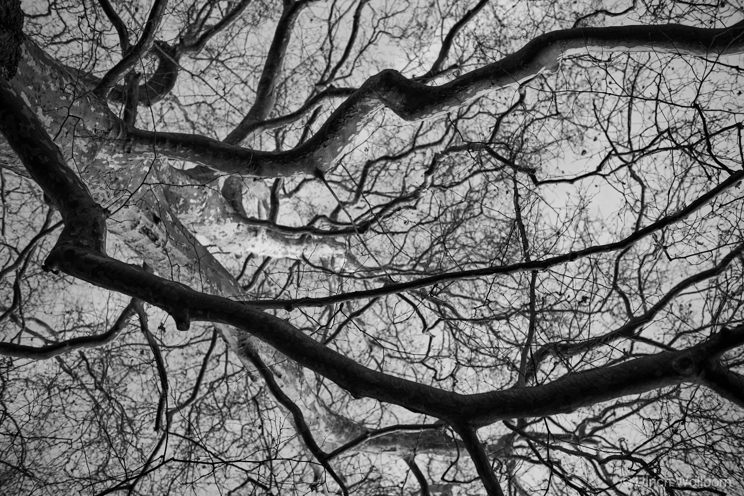 Black and white photo of tree branches silhouetted against the sky, showing intricate patterns and textures.