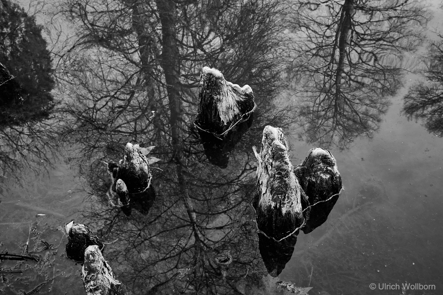 Black and white photo of tree stumps rising from calm water with reflections of tree branches on the surface.