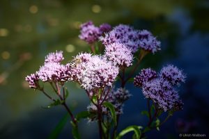 A bee collecting nectar on delicate purple wildflowers with a softly blurred natural background.